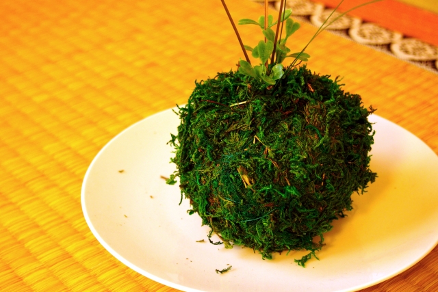 【青森・十和田】手軽に作れる!こけ玉作り体験「奥入瀬モスボール工房」