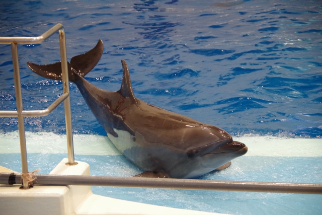 【鹿児島・本港新町】ジンベエザメに会える！みどころ満載の都市型水族館「いおワールドかごしま水族館」