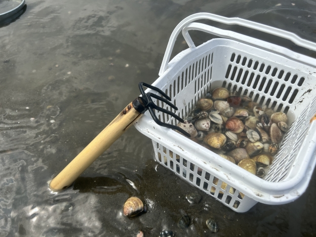 潮干狩り｜日本有数のアサリ産地で、春～初夏に潮干狩りを楽しめる人気スポット。「三谷温泉海岸」