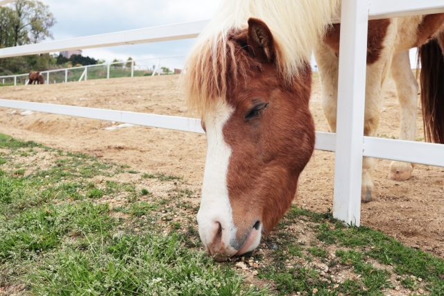 ポニー乗馬