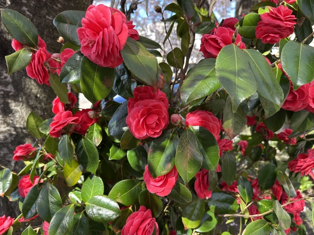 海が見える絶景ガーデンで季節の花とウサギとふれあおう
