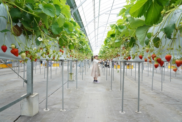 いちご狩り｜電解水農法で育てた甘くてジューシーないちご「いちごハウスたかはし」