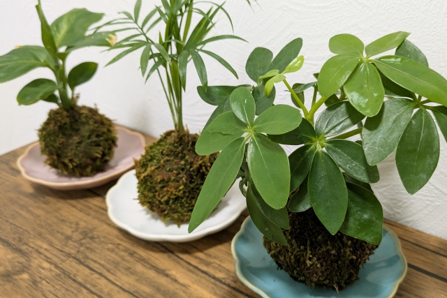 苔玉づくり等｜新宿御苑2分。仕事帰りに土いじり。癒やしの苔玉