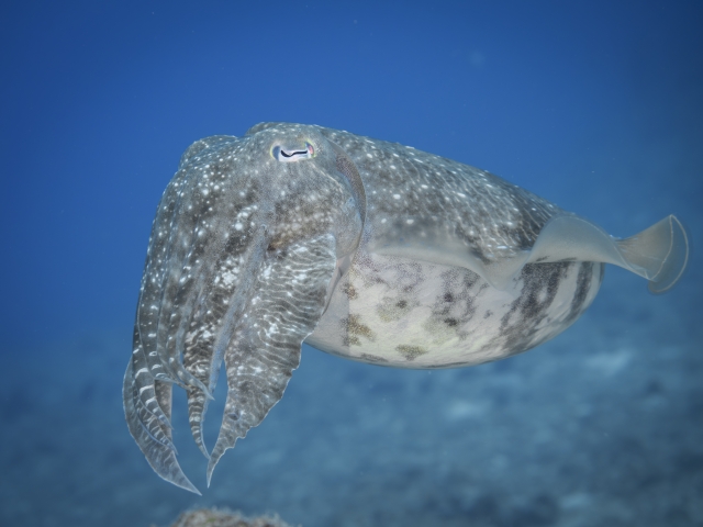 ダイビング体験｜愛犬と夫婦が待つ、心ほどける伊豆大島の海。