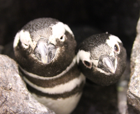 【東京・墨田】すみだ水族館｜海の生き物と至近距離でふれあえる！ペンギンも大人気の都市型水族館「すみだ水族館」