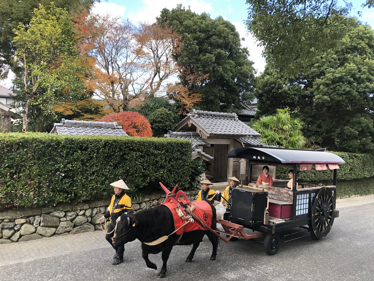 牛車乗り体験｜風情ある町並みを牛車で巡る癒しのひととき「出水麓歴史館」