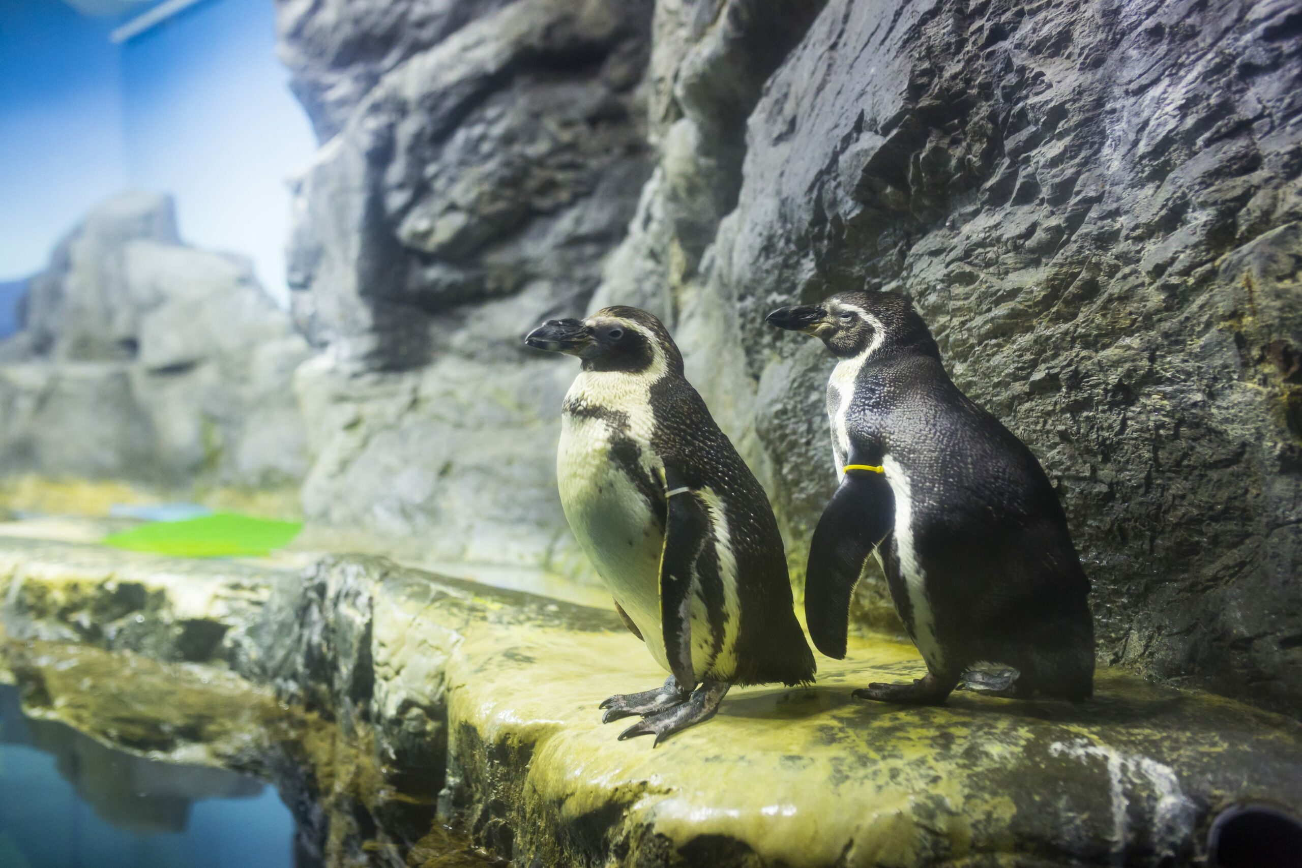 【青森・青森】日本最大級の海水水族館「浅虫水族館」